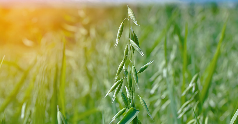 Oat plant