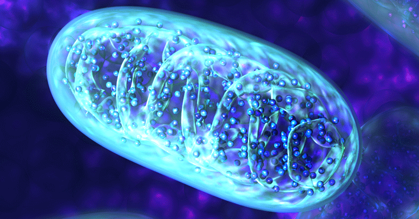 mitochondria news grid