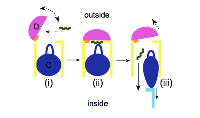 illustration showing operation of the bacteria discovery