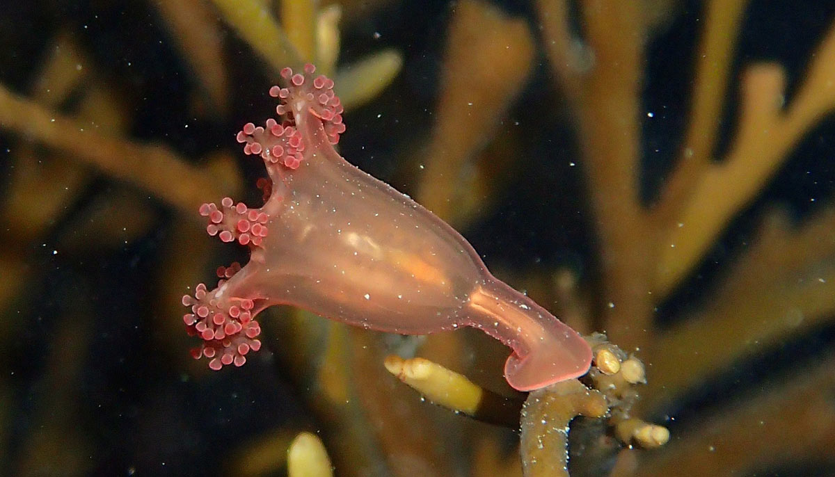 Stalked jellyfish, Craterolophus-convolvulus, by Paula Lightfoot