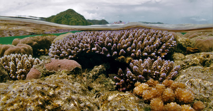 Coral reef