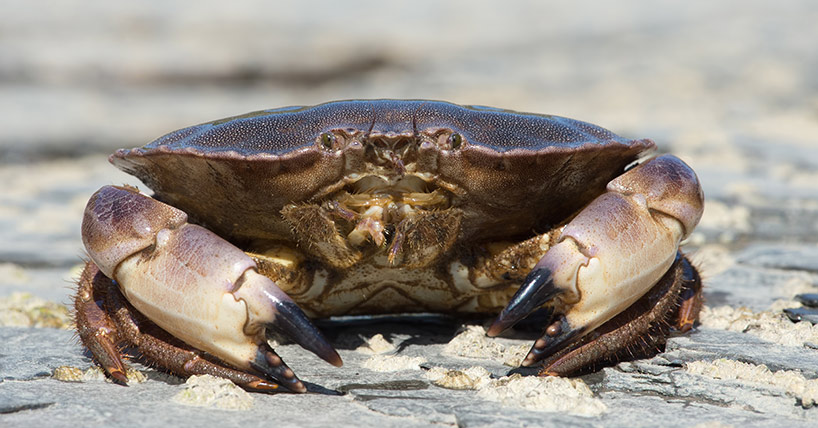 Brown Crab (Cancer pagurus)/Brown Crab on a barnacle covered rock