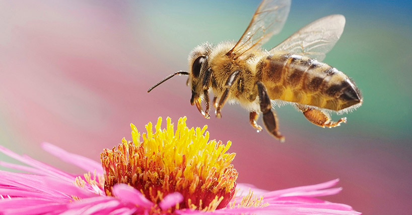 European honey bee