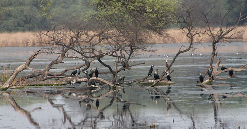 Keoladeo National Park 