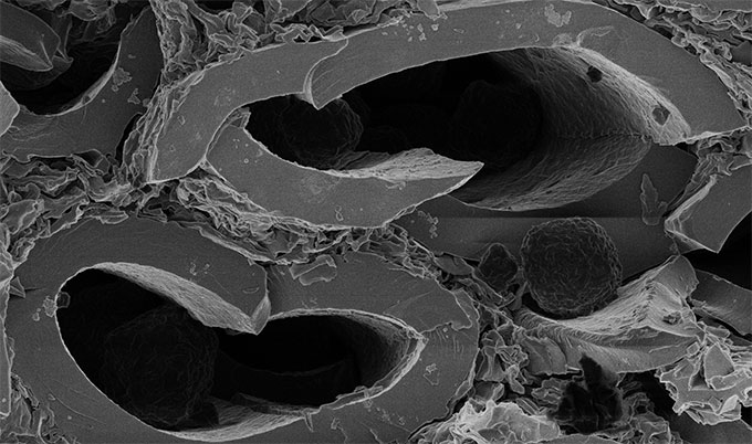 fossilised Microbe tunnels