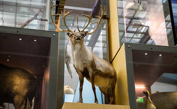 A stag on display at Great North Museum: Hancock