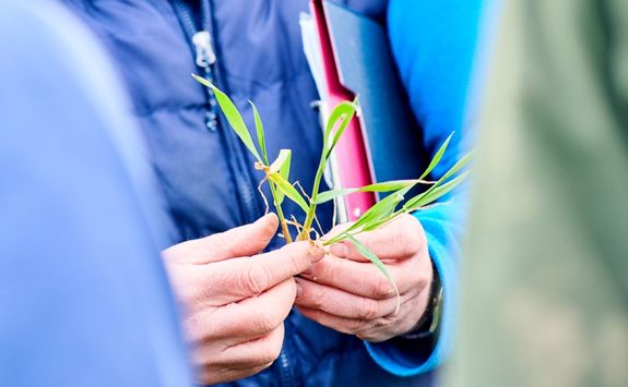 A close up of hands inspecting wheat.