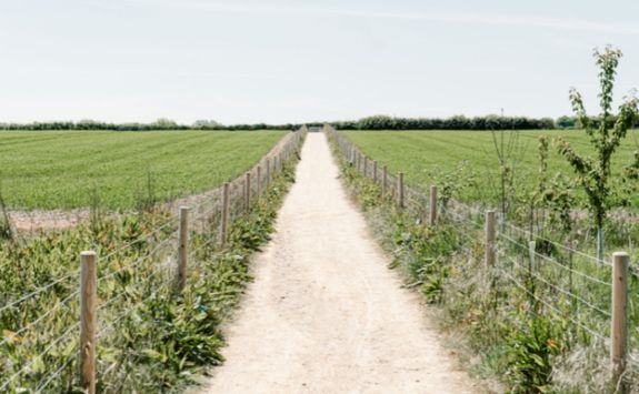 A field with a path down the middle
