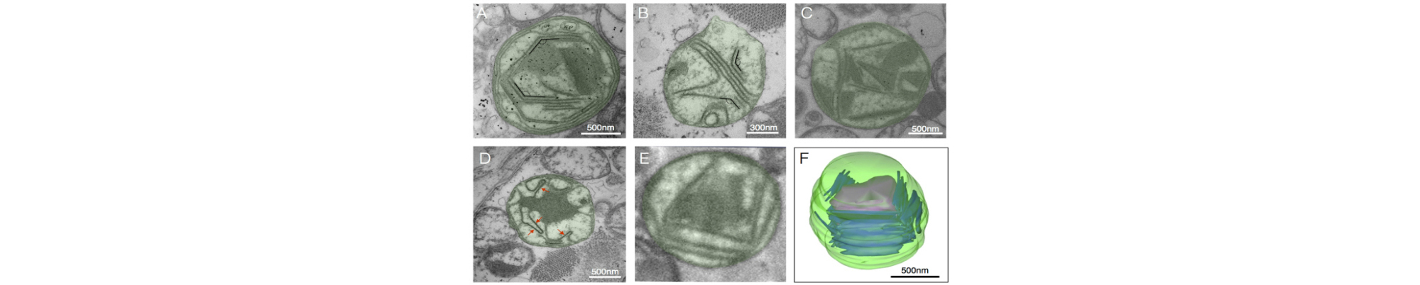 Reconstructed mitochondria