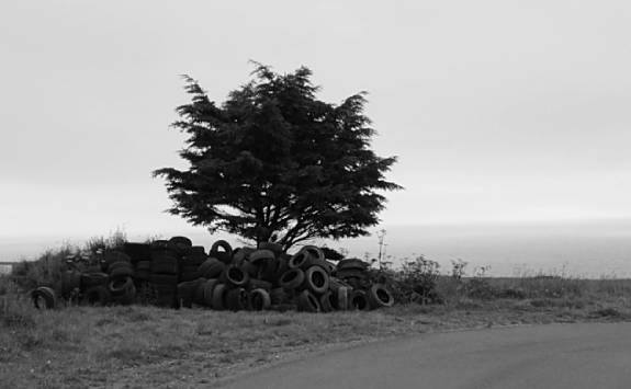 a back and white image of a lone tree surrounded by car tyres