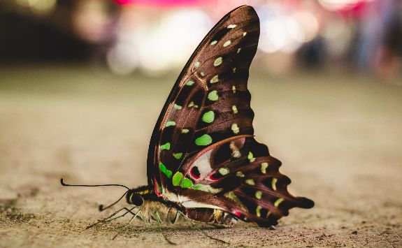 A butterfly standing on the concrete ground.