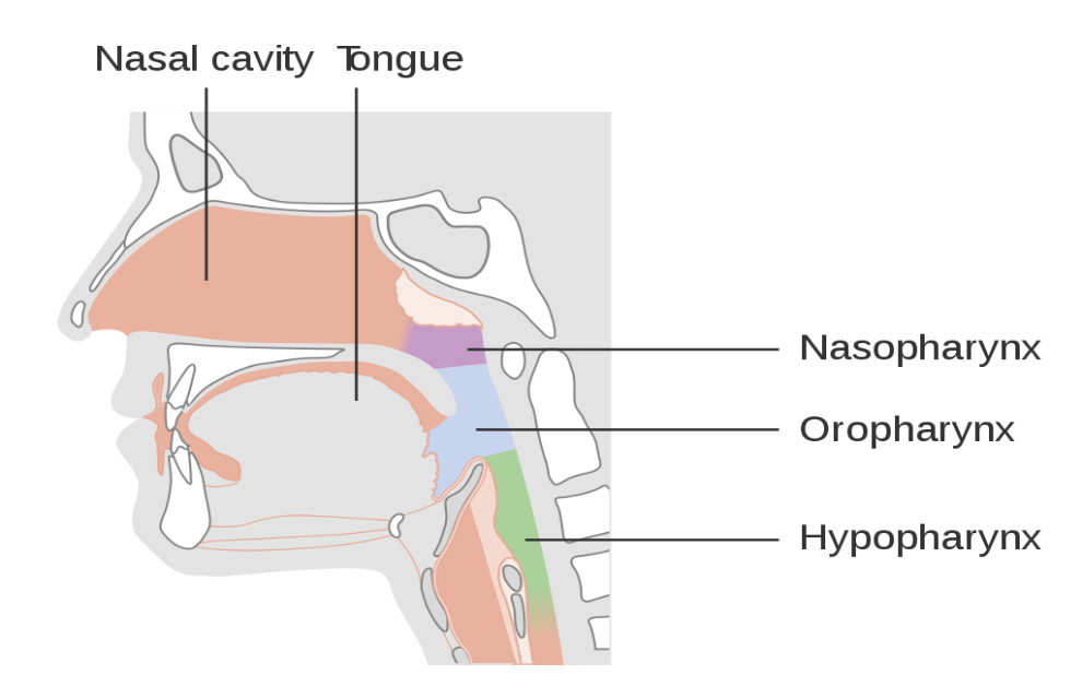 Vocal organ