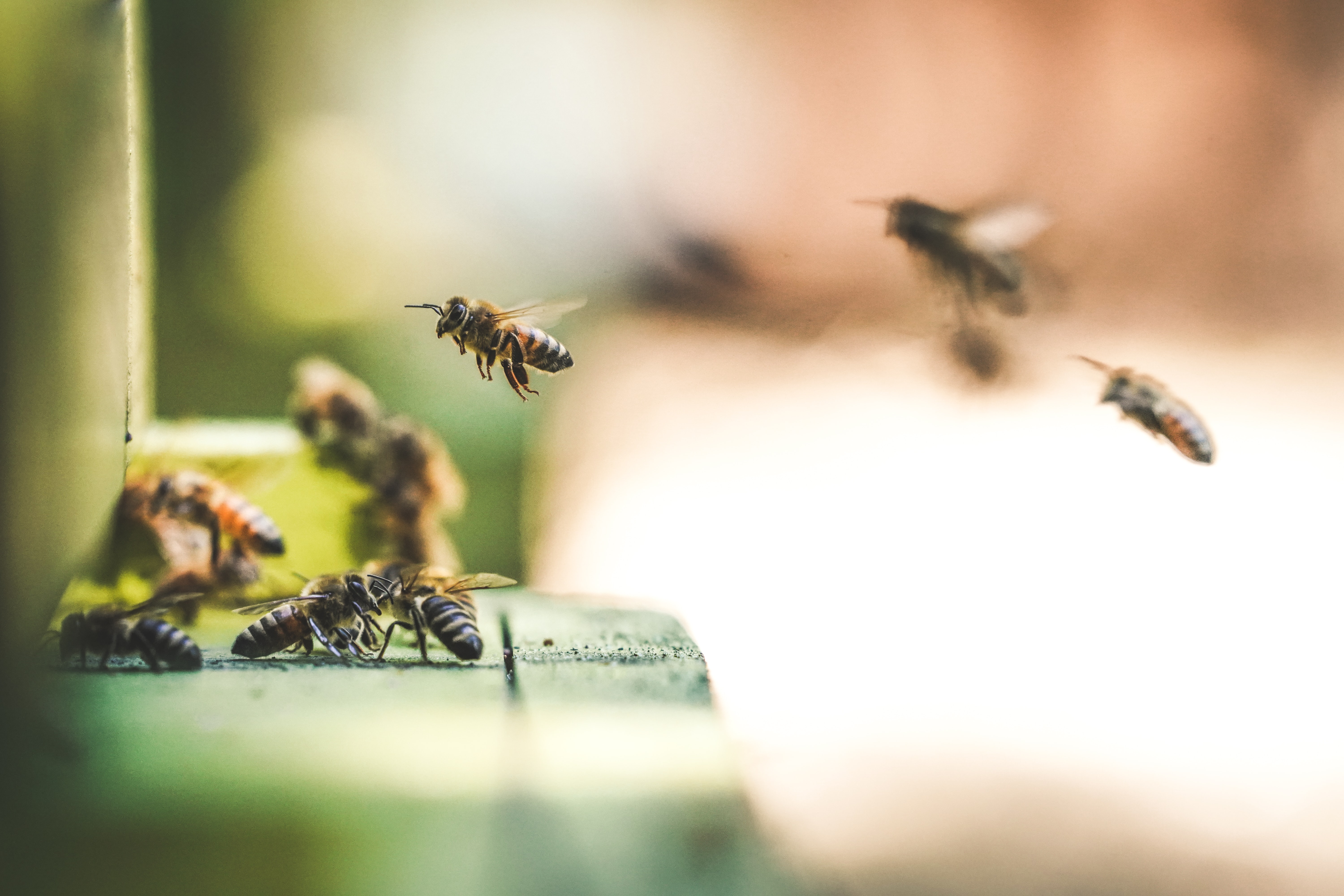 Bees landing on a surface. 