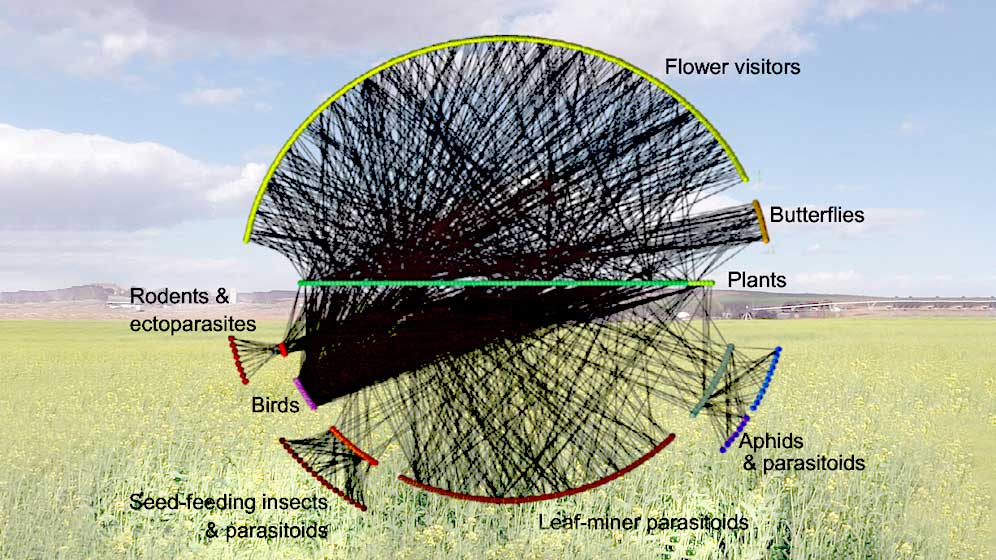 Diagram detailing ecological networks.