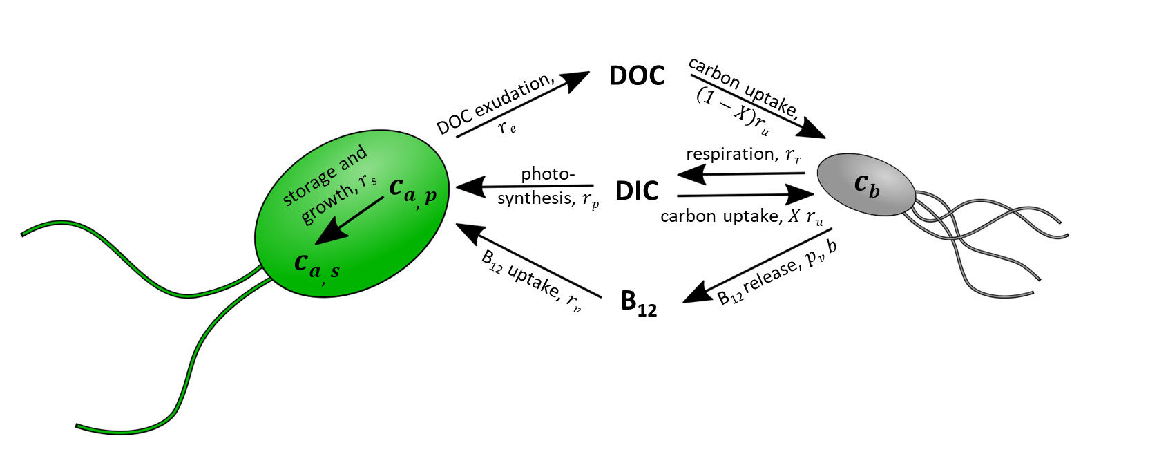 A schematic of the processes that the research team considered in their mathematical model