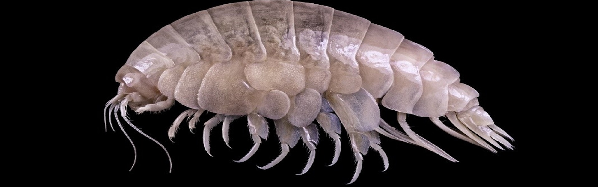 Eurythenes plasticus is named a Top Ten Marine Species of 2020 - School of Natural and Environmental Sciences - Newcastle University Eurythenes plasticus is named a Top Ten Marine Species of 2020 - School of Natural and Environmental Sciences - Newcastle University