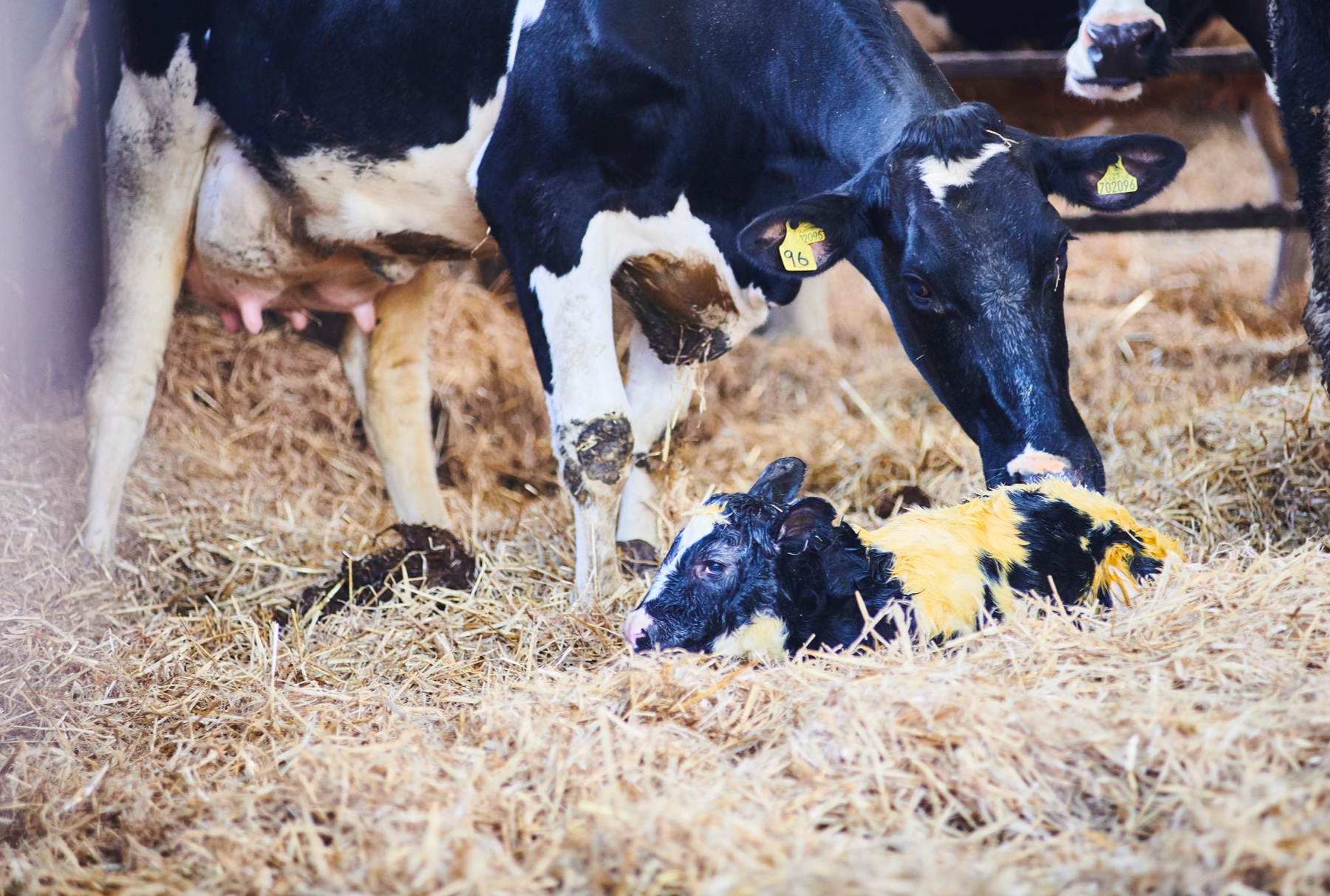 Animal Sciences - School of Natural and Environmental Sciences - Newcastle  University