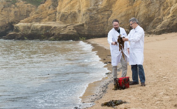 Researchers examining macroalgae on a beach.