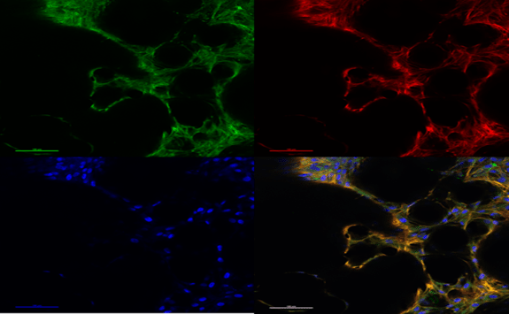 Biomedical strong research imagery