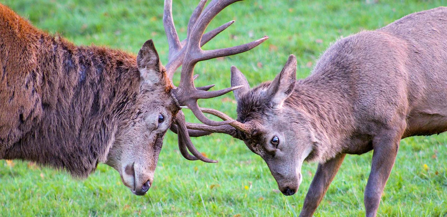 Animal Behaviour MRes | Postgraduate Research | Newcastle Animal Behaviour MRes | Postgraduate Research | Newcastle