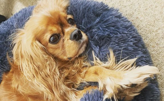 Penny the dog relaxing on a cushion 