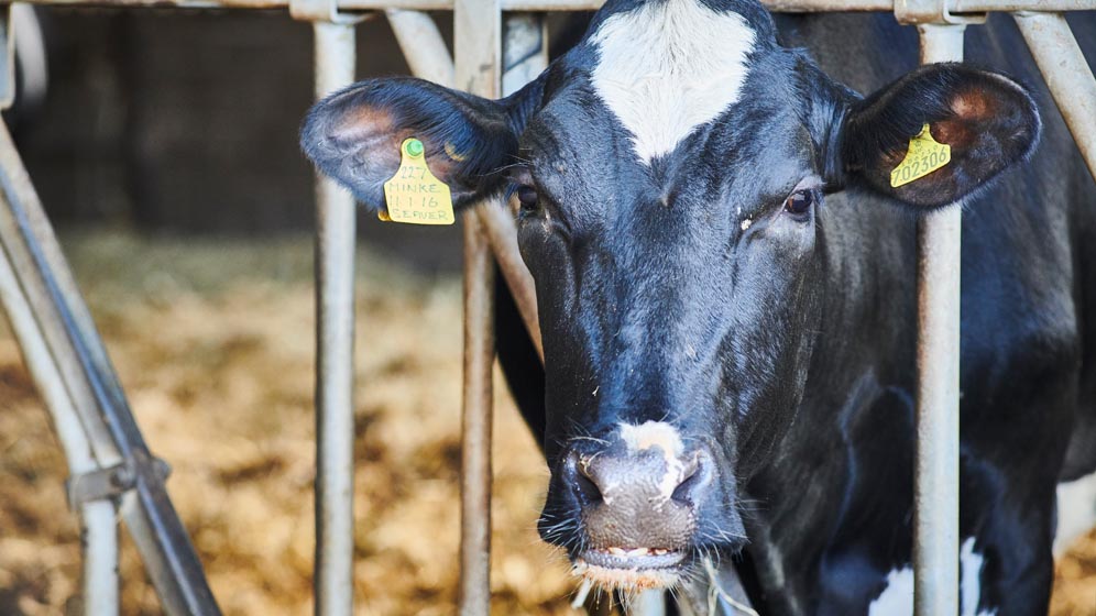 A cow looking out from a barn 