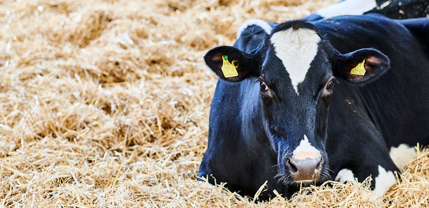 Animal Science - C305