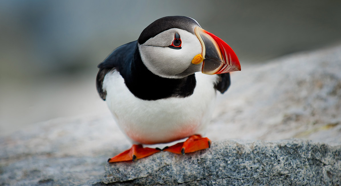 Close up of a puffin on a rock.