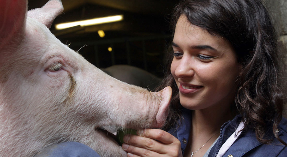 A close up image of a student feeding a pig an apple.