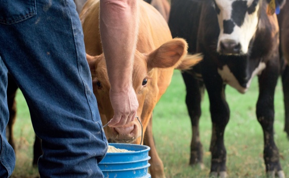 A cow being fed by hand
