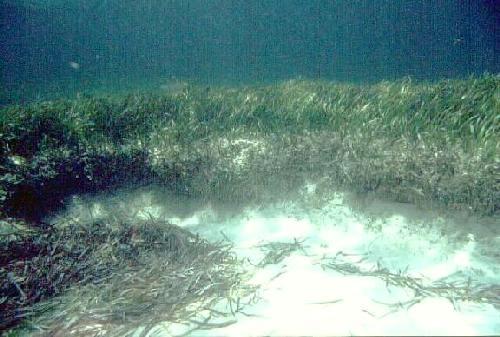 Seagrass blow-out