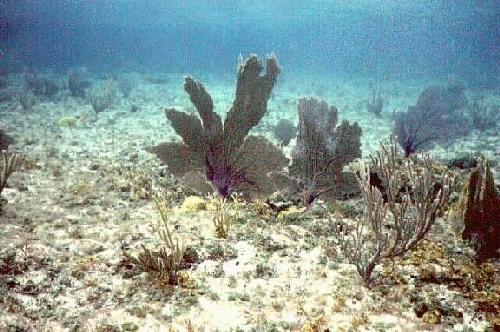 Gorgonian plain